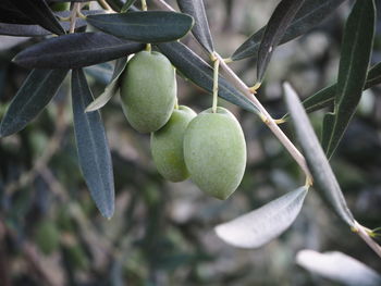 Close-up of fruit growing on tree