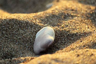 Close-up of pebble on sand