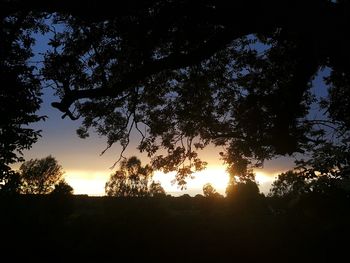 Low angle view of silhouette trees against sky during sunset