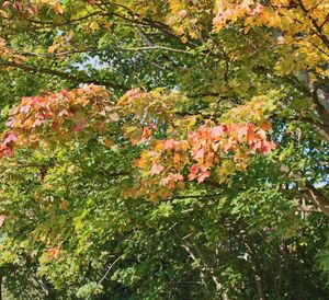 Low angle view of trees