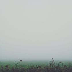 Scenic view of landscape in foggy weather