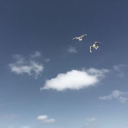 Low angle view of seagulls flying in sky