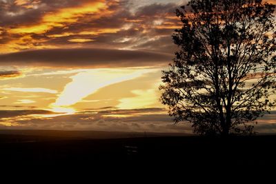 Silhouette tree on field against orange sky