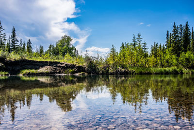 Scenic view of lake by trees against sky