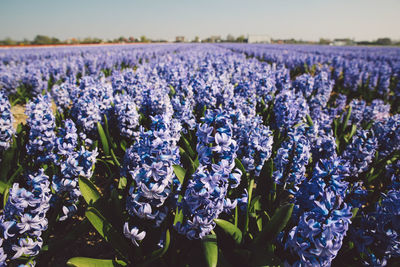 Close-up of lavender growing in field