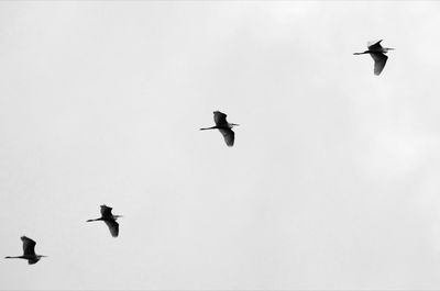 Low angle view of birds flying in sky