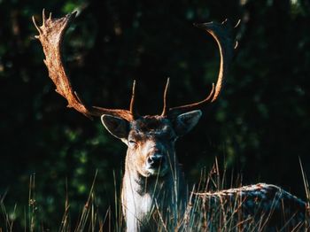 Close-up of deer