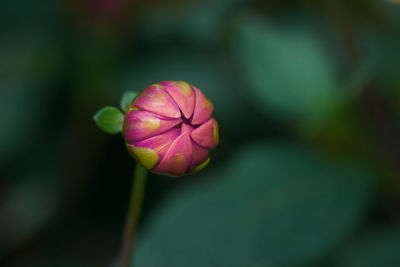 Close-up of plant