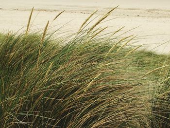 Full frame shot of grass