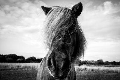 Close-up of horse on field