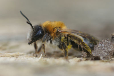 Closeup on a colorful female grey-patched mining bee, andrena gravida sitting on a piece of wood  