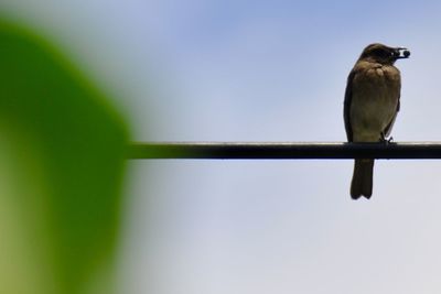 Low angle view of bird perching against clear sky