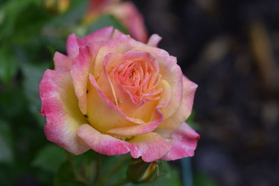 Close-up of pink rose