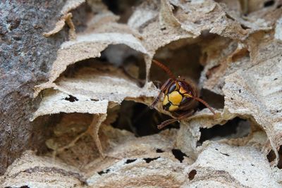 Close-up of insect on rock