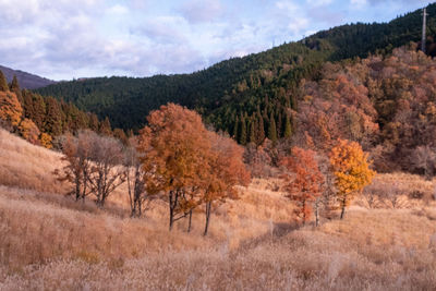 Scenic view of trees in forest against sky during autumn