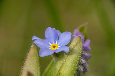 Close-up of purple flowering plant