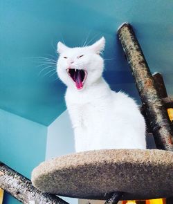 Low angle view of cat yawning