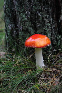 Close-up of mushroom growing on tree trunk