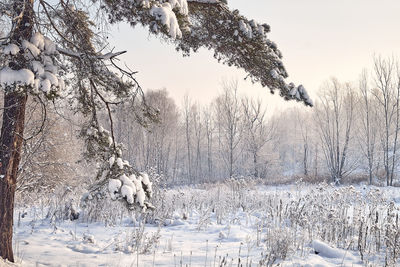 View of snow covered land and trees