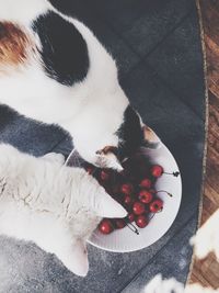 High angle view of dog