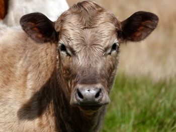 Close-up of cow