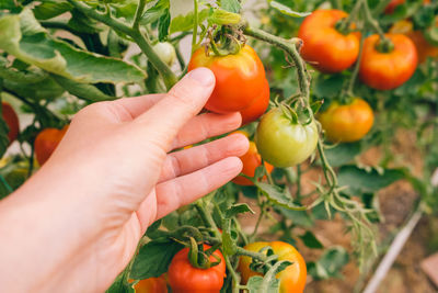 Cropped hand holding tomatoes