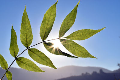 Close-up of leaves against clear blue sky