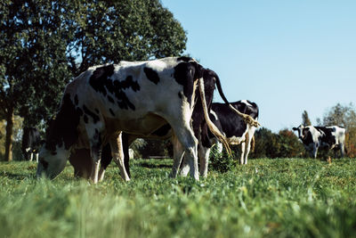 Cows grazing on field against clear sky