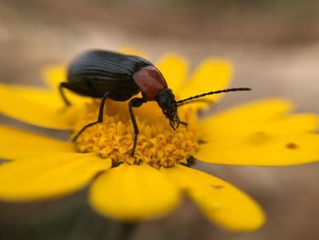 Close-up of insect on yellow flower