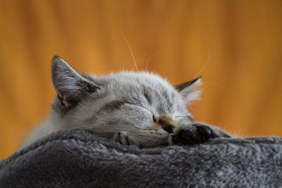 Close-up of cute cat sleeping