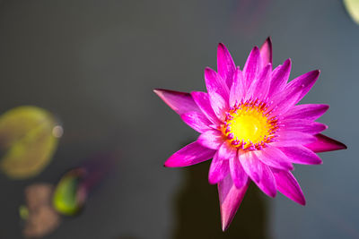 Close-up of pink flower