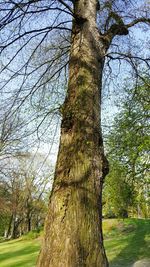 Low angle view of tree trunk