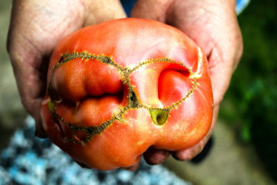 Close-up of hand holding apple