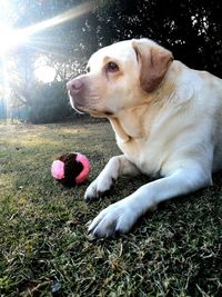 Close-up of dog on field