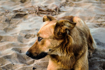 Close-up of dog on sand