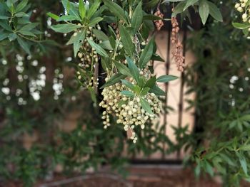 Close-up of flowers blooming outdoors