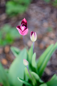 Close-up of pink tulip flower on field