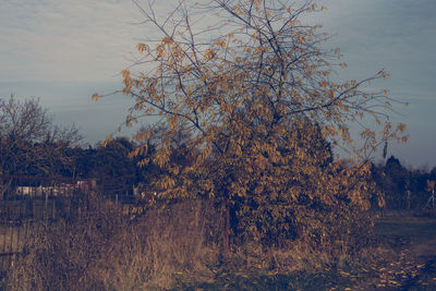 Trees on landscape against sky