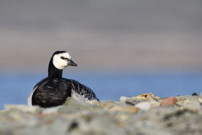 Close-up of bird on rock by sea