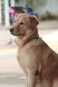 Close-up of golden retriever