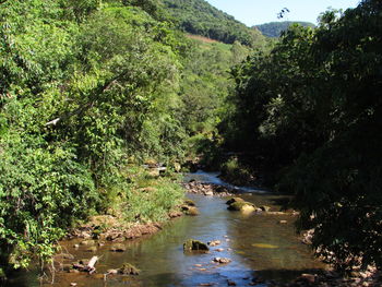 Scenic view of river in forest