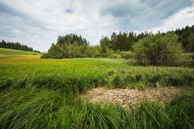 Scenic view of field against sky