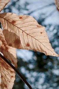 Close-up of dry leaves against blurred background