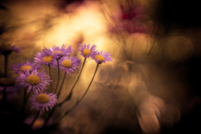 Close-up of flowering plant