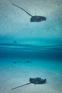 Fish swimming in sea