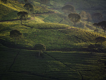 View of green landscape