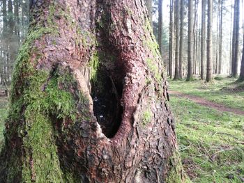 Trees in forest