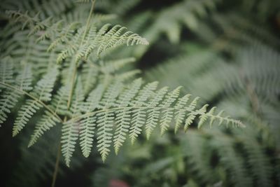 Close-up of fern leaves