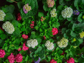 High angle view of pink flowering plants