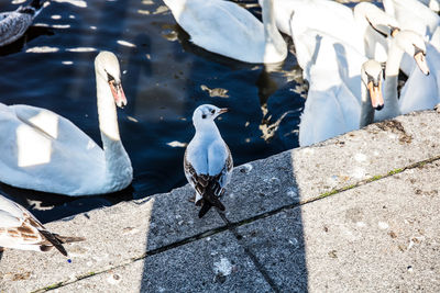 High angle view of seagulls perching on retaining wall